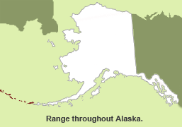 Habitat of Aleutian Wormwood in Alaska