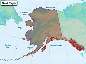 Habitat of Bald Eagle in Alaska