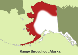 Habitat of Northern Collared Lemming in Alaska