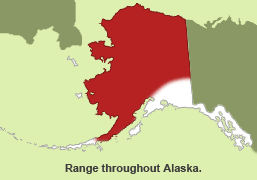 Habitat of North American Brown Lemming in Alaska