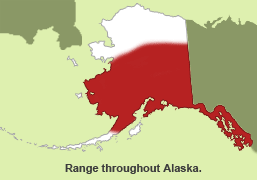 Habitat of Bog Lemming in Alaska