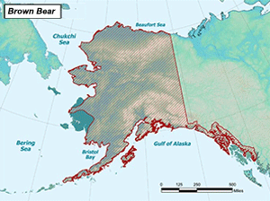 Habitat of Brown Bear in Alaska