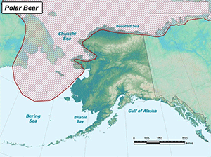 Habitat of Polar Bear in Alaska