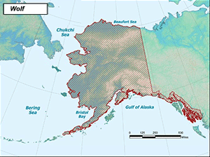 Habitat of Gray Wolf in Alaska