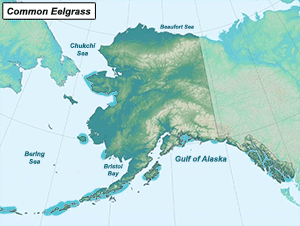 Habitat of Common Eelgrass in Alaska