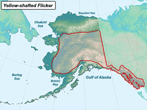 Habitat of Yellow-shafted Flicker in Alaska