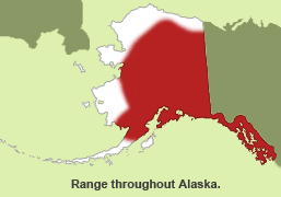 Habitat of Meadow Vole in Alaska