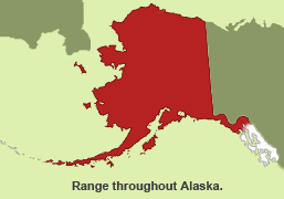 Habitat of Tundra Vole in Alaska
