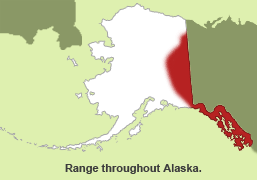 Habitat of Long-tailed Vole in Alaska