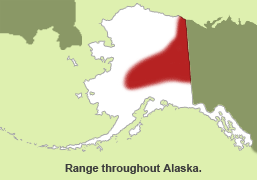 Habitat of Yellow-cheeked Vole in Alaska