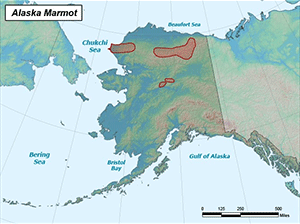 Habitat of Alaska Marmot in Alaska