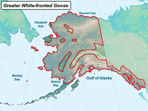 Habitat of Greater White-fronted Goose in Alaska