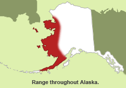 Habitat of Alaskan Hare in Alaska