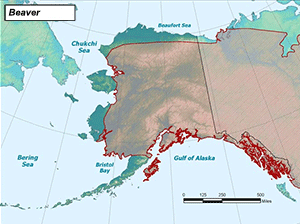 Habitat of North American Beaver in Alaska