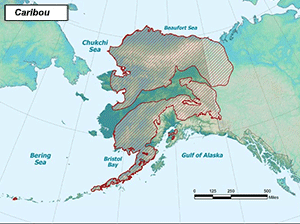 Habitat of Caribou in Alaska