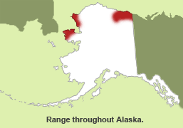 Habitat of Muskox in Alaska