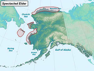 Habitat of Spectacled Eider in Alaska