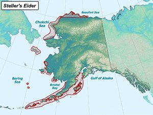 Habitat of Steller's Eider in Alaska