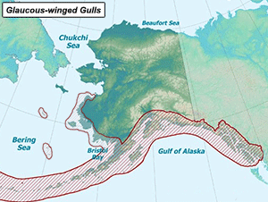 Habitat of Glaucous-winged Gull in Alaska