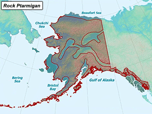 Habitat of Rock Ptarmigan in Alaska