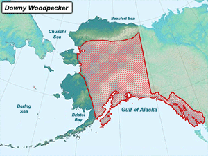 downy woodpecker range map