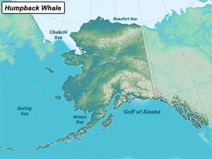 Habitat of Humpback Whale in Alaska