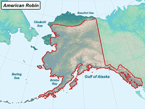 Habitat of American Robin in Alaska