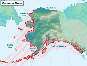 Habitat of Common Murre in Alaska