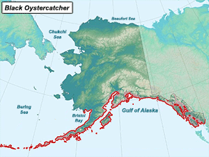 Habitat of Black Oystercatcher in Alaska