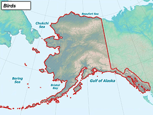 Habitat of Birds in Alaska