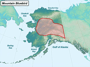 Habitat of Mountain Bluebird in Alaska