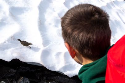 Looking at a baby ptarmigan after it jumped up from under our noses.