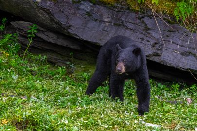 In August there's a higher chance of seeing bears along the tour, but there's a chance to view bears all summer in Valdez.