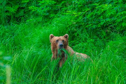 There's always the possibility of viewing a brown bear while on the Valdez Sea to Sky Cruise Excursion tour.