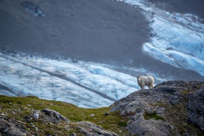 A mountain goat passes below us, with a glacier far in the background.