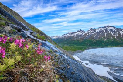 Wildflowers that grow along the edge of Worthington Glacier.