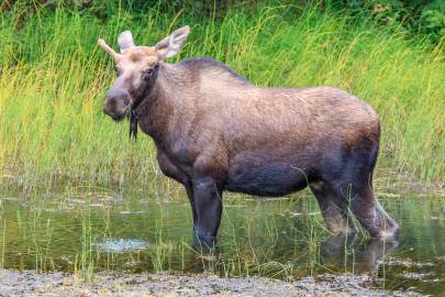 Moose at the 19-mile ponds. 