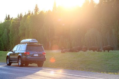 Travel the Alaska highway and stop to watch a herd of bison.