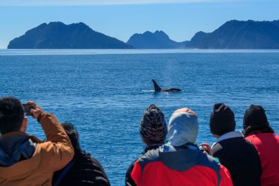 What custom Alaska tour is complete with out a whale watching tour?