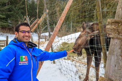 Feed a moose and make a new friend on your custom Alaska tour.