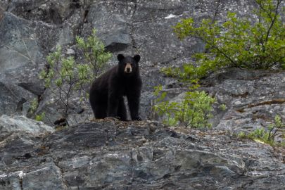 A black bear that passed by us while hiking the tour.