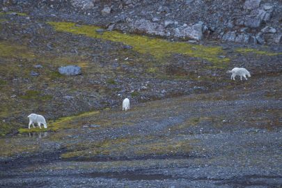 Mountain goats wander around camp as we settle in for the night.