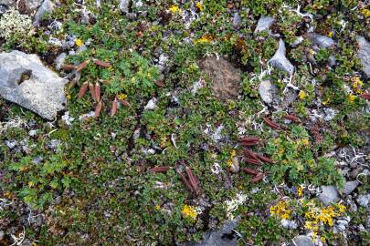 Vegetation on the top of the peak