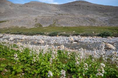 More hiking along the unnamed fork of Fire Creek.