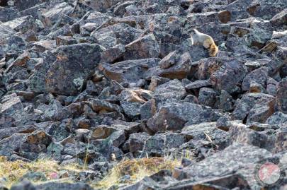 Hoary marmot in the Nutzotin Mountains.