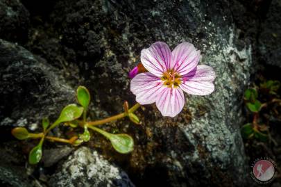 Alaska Springbeauty