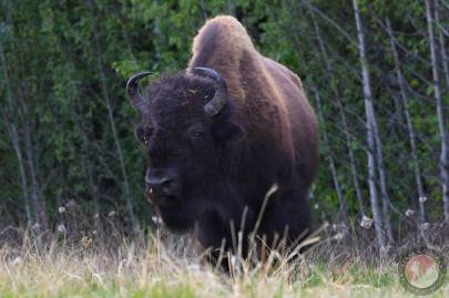 American Bison