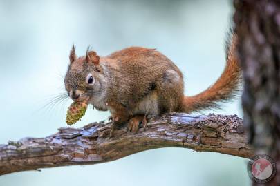 American Red Squirrel