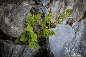 American parsley fern growing in the rocks near Twenty-seven Mile Glacier, on Thompson Pass.