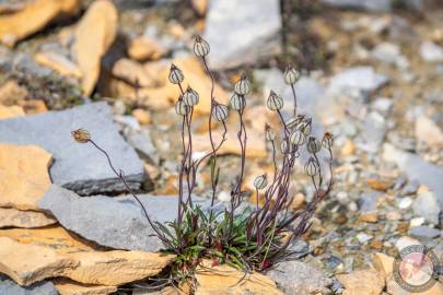 Apetelous catchfly